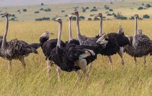 5-Day Kenya Bird Watching Safari – A Birder’s Paradise