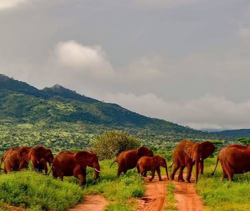 4-Day Tsavo Safari – Kenya’s Vast Wilderness Adventure